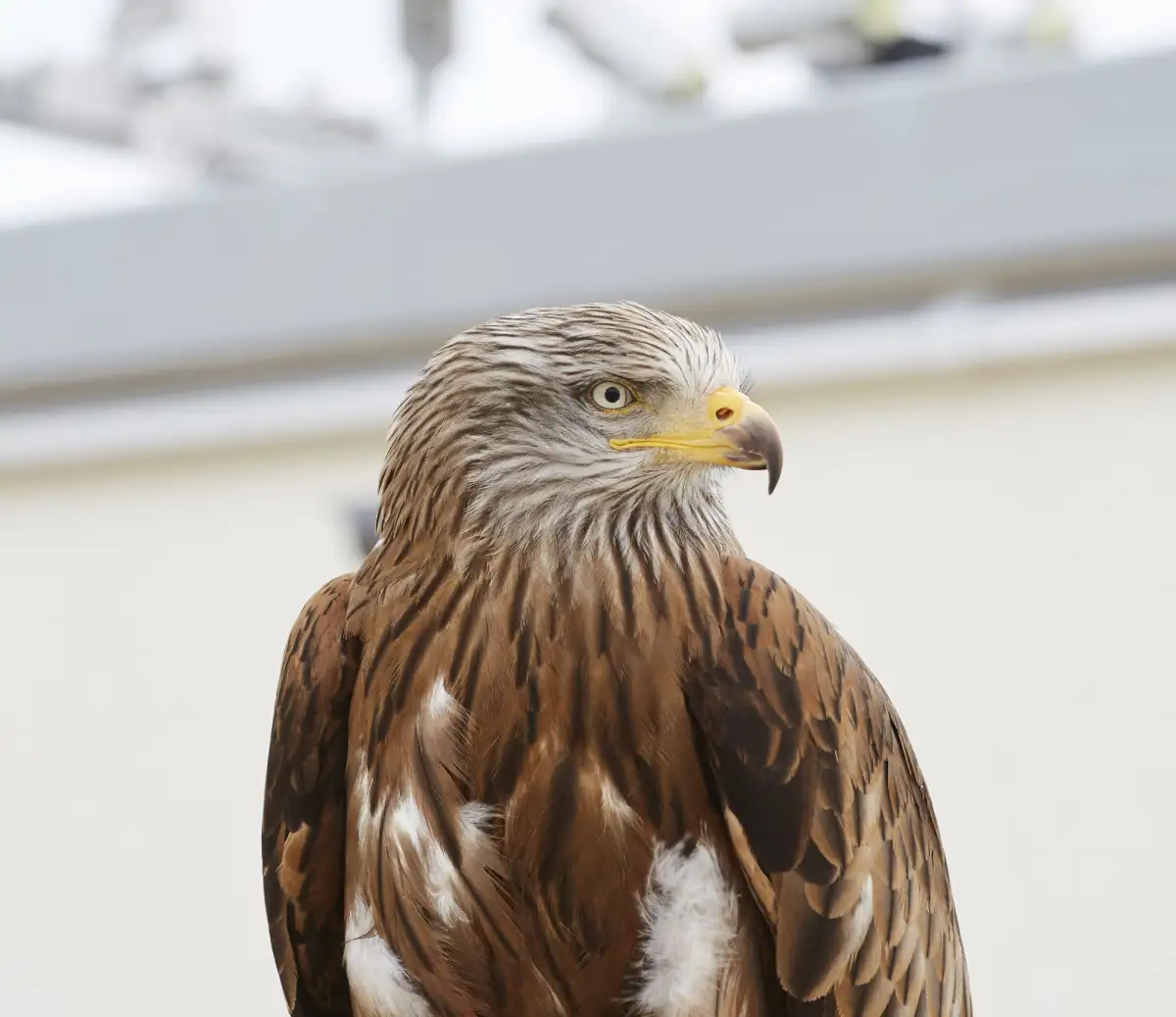 Nahaufnahme eines sitzenden Rotmilans.