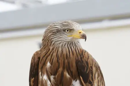 Close-up of a perched red kite.